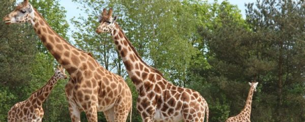 Les meilleurs parcs animaliers en Auvergne