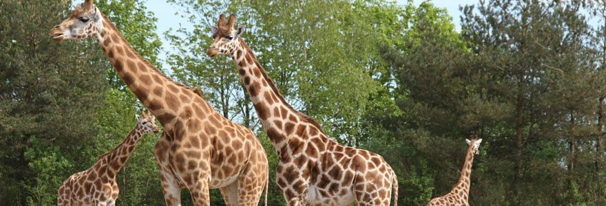 Les meilleurs parcs animaliers en Auvergne